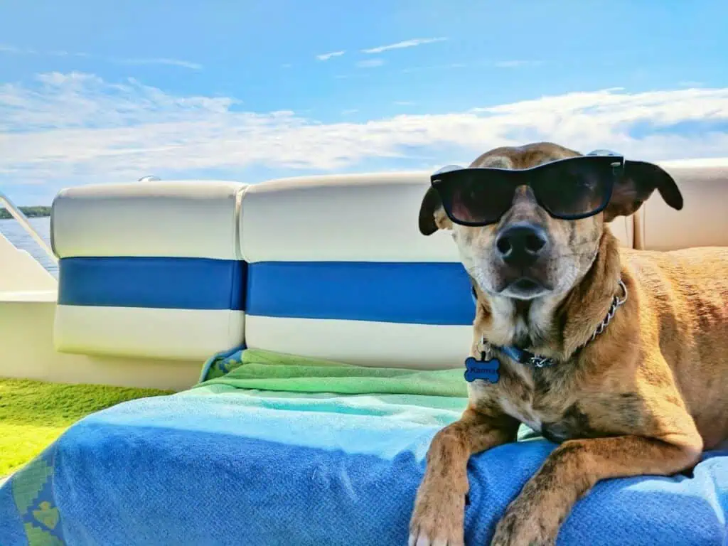 Dog wearing sunglasses relaxing on cushions of a boat